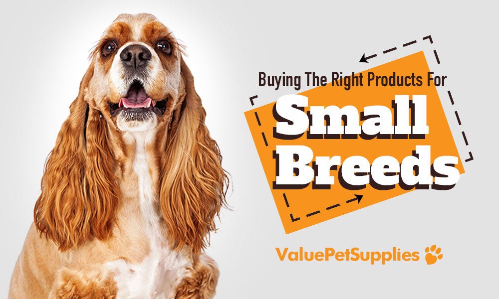 Buying The Right Products for Small Dog Breeds - ValuePetSupplies