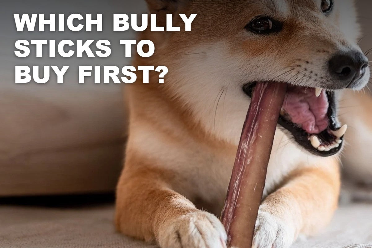 Shiba Inu chewing a ValueBull bully stick