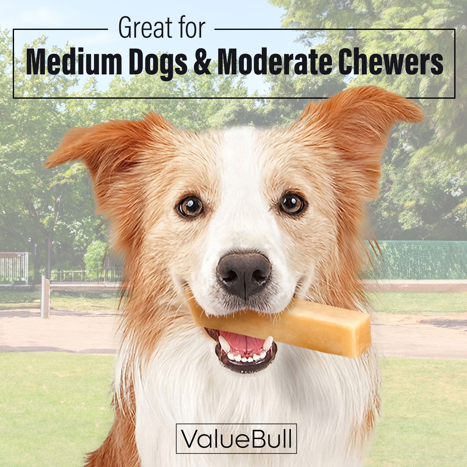 ValueBull Himalayan Yak Cheese Dog Chews, Medium, 40 lb Wholesale Pack - Medium