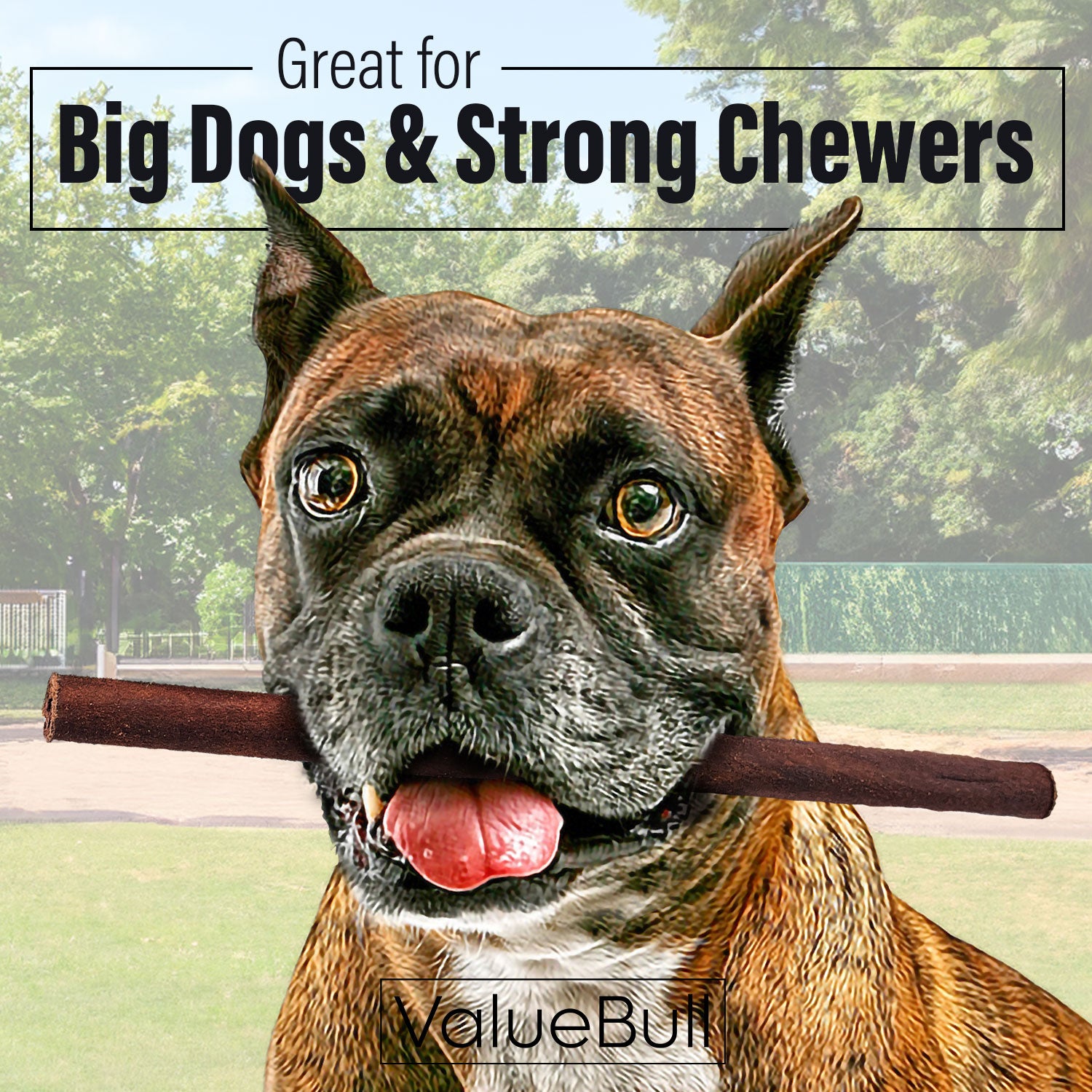 ValueBull Collagen Sticks for Dogs, 12 Inch Thick Chews, Natural Long-Lasting Dog Treats, 50 Count Bulk Pack - Thick - 50 Sticks