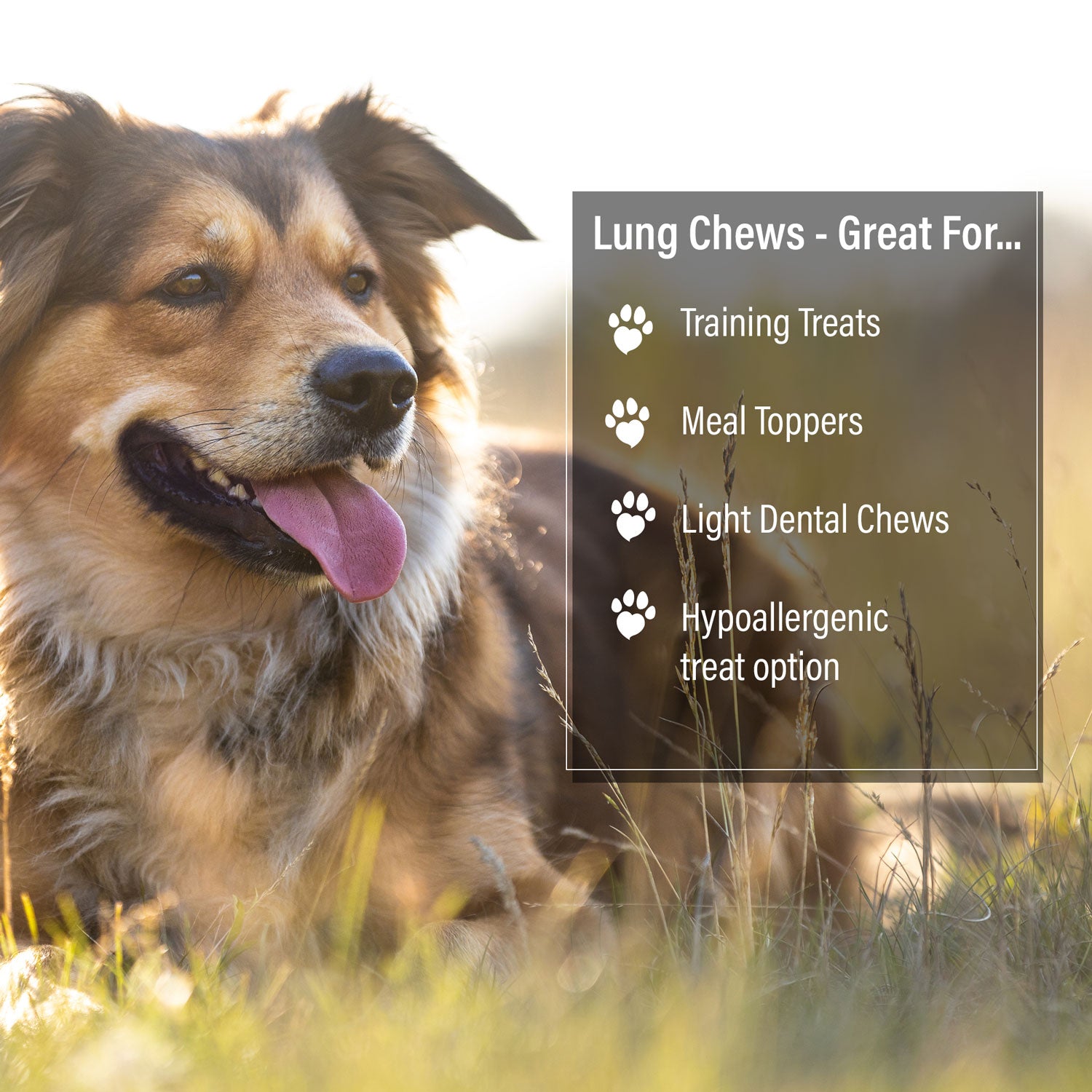 ValueBull Beef Lung Wafers, Premium 10 Pounds Bulk Pack