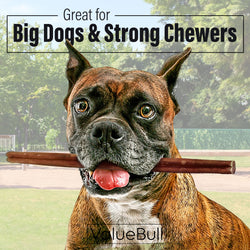 ValueBull Odor Free Bully Sticks for Dogs, Thick 12 Inch, 10 Count