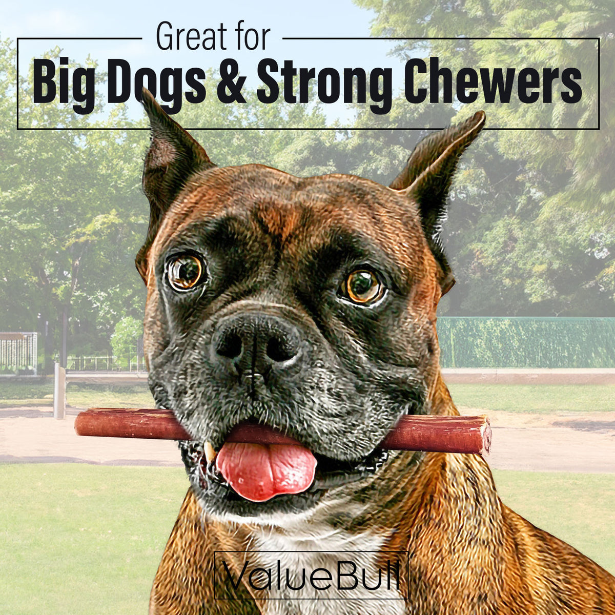 ValueBull Odor Free Bully Sticks for Large Dogs, Thick 6 Inch, 25 Count