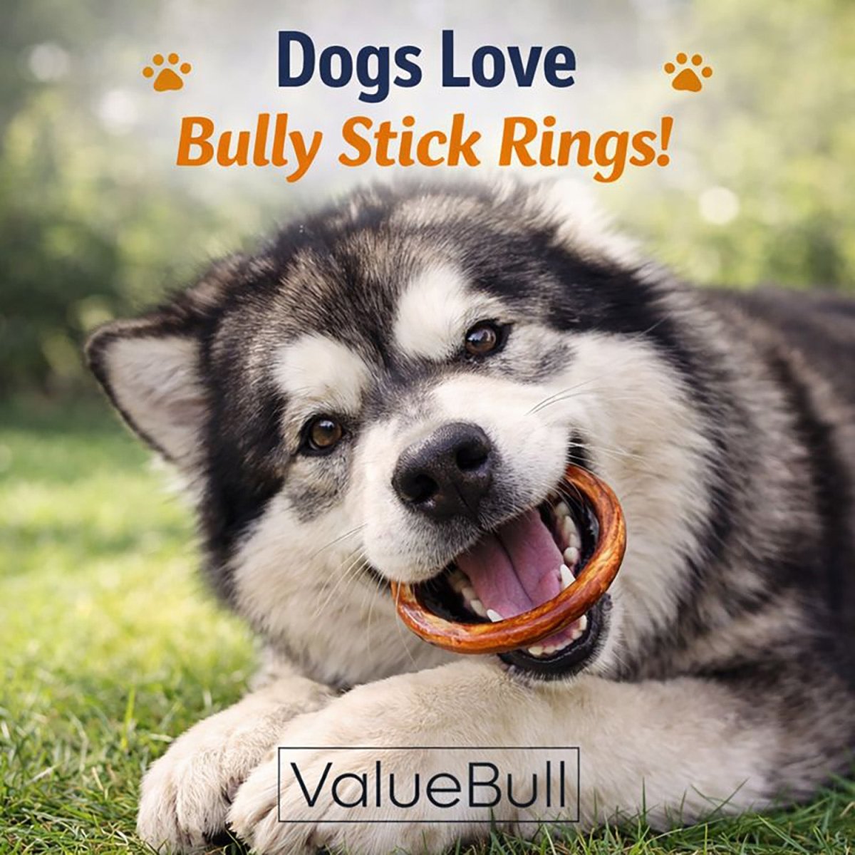 ValueBull Bully Stick Rings for Dogs, Varied, 200 Count BULK PACK - Donut - 200 Rings