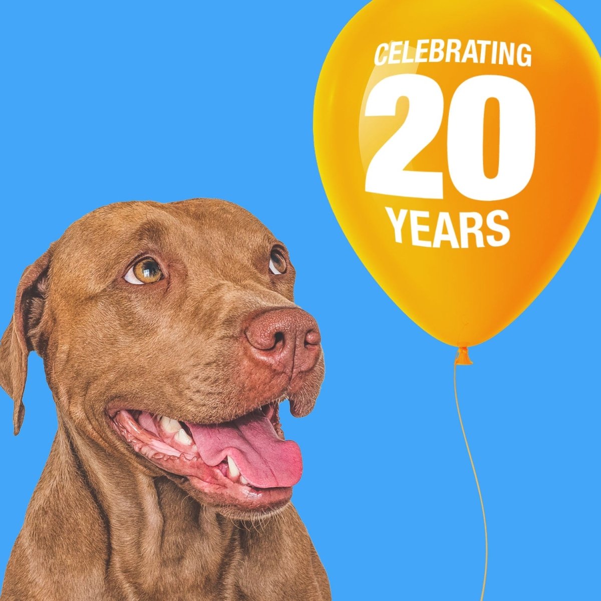 ValueBull USA Rawhide Chips, Chicken Infused, 100 Count BULK PACK - ValuePetSupplies