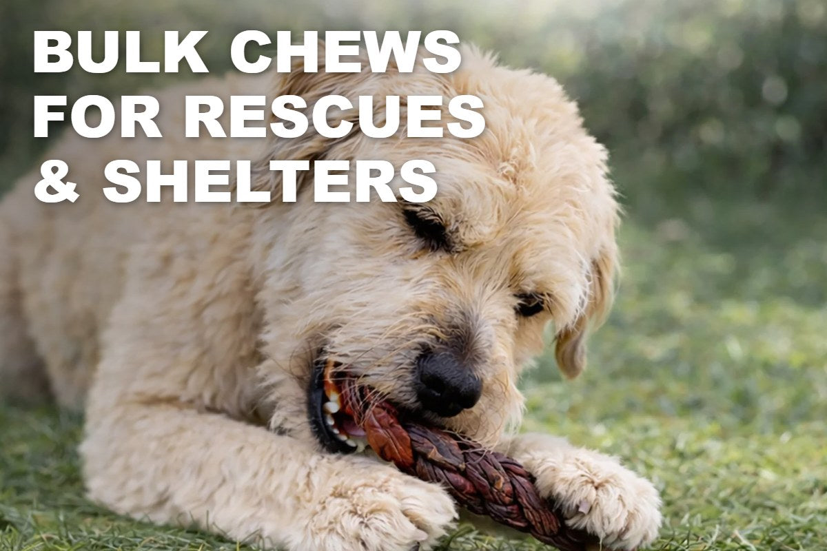 Bulk Dog Chews for Rescues and Shelters: How to Stretch the Budget and Raise Funds - ValuePetSupplies