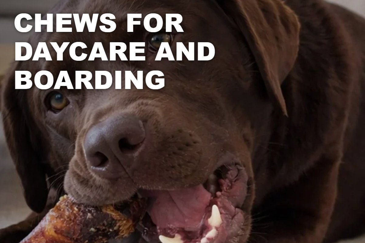 Dog Chews for Daycares and Boarding Kennels: What to Stock and How to Sell Them - ValuePetSupplies