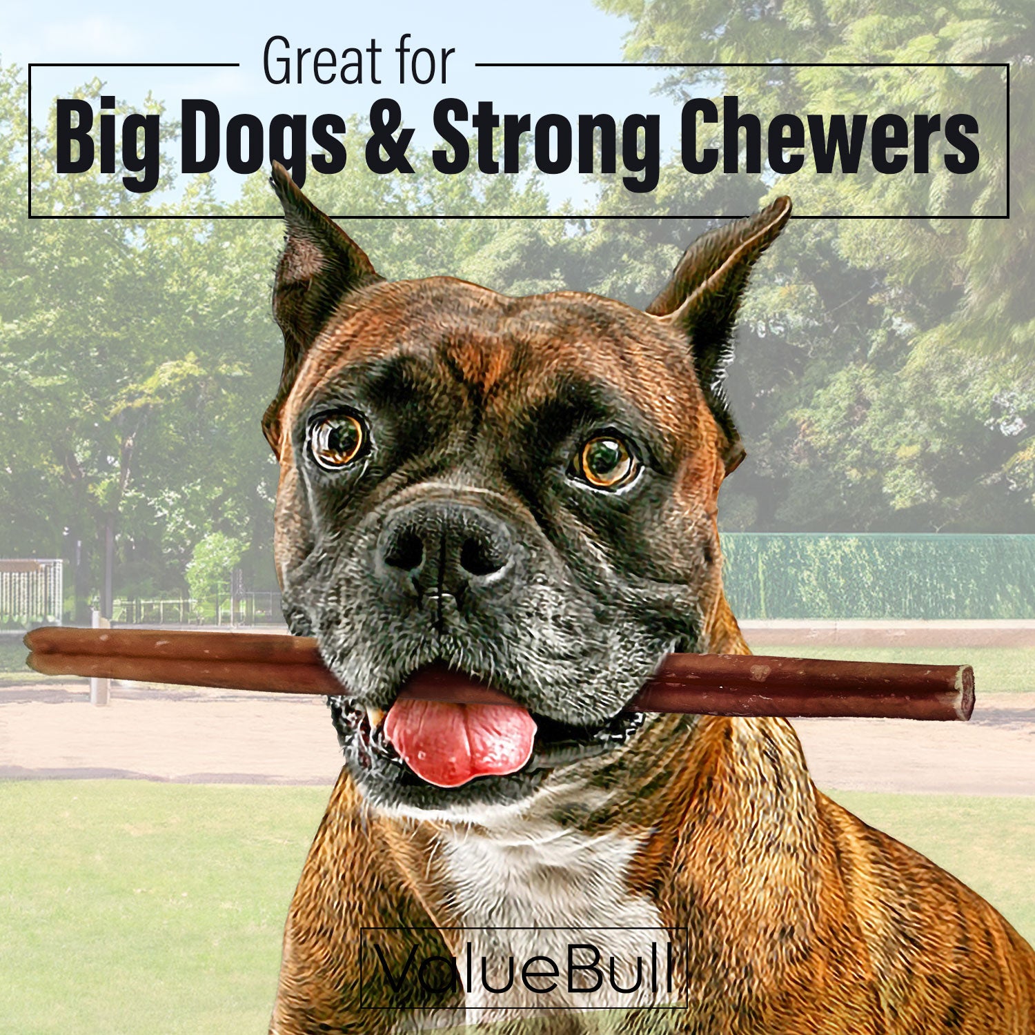 ValueBull Bully Sticks for Dogs, Thick 12 Inch, 100 Count - Thick - 100 Sticks