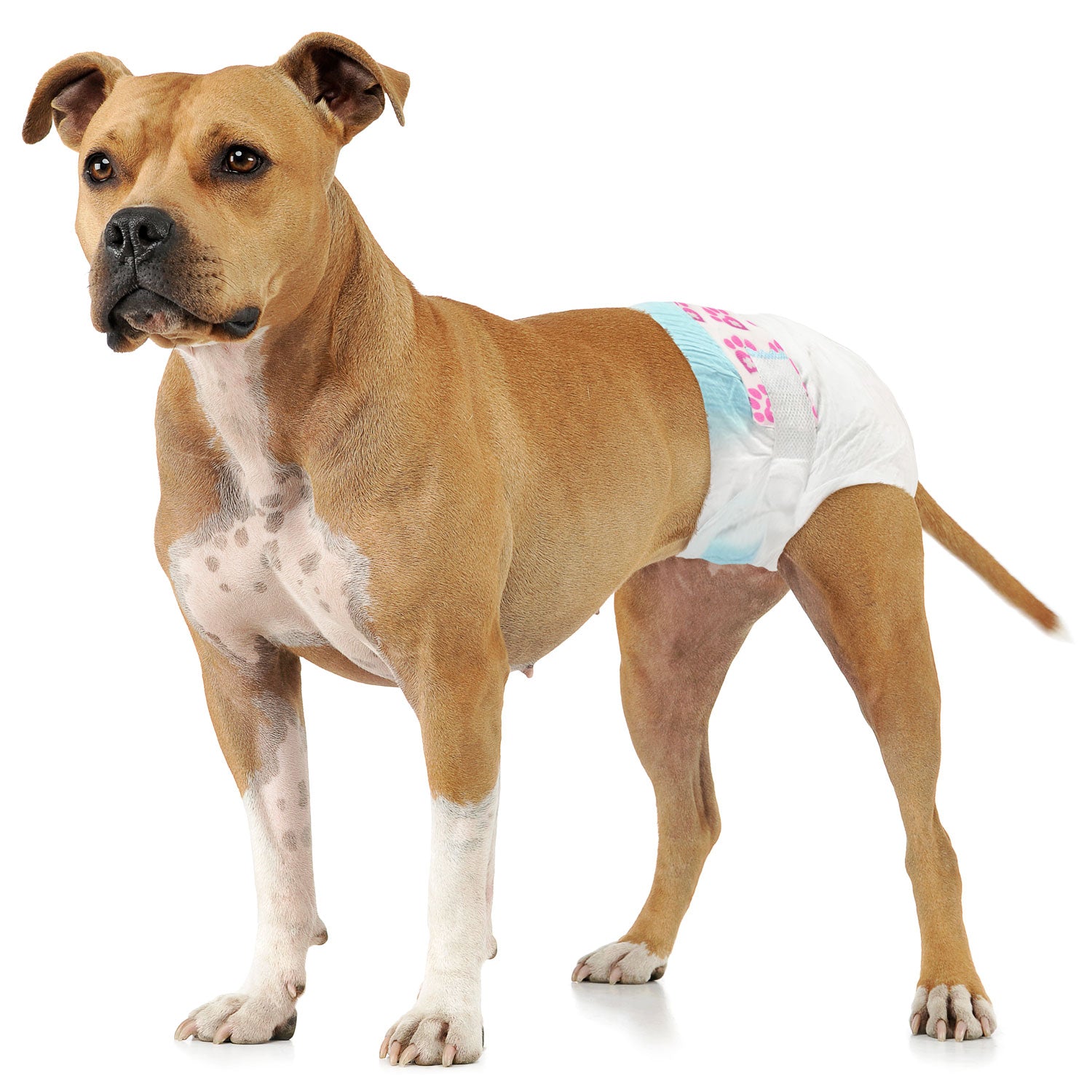 ValueFresh Female Dog Disposable Diapers, Large/X-Large, 144