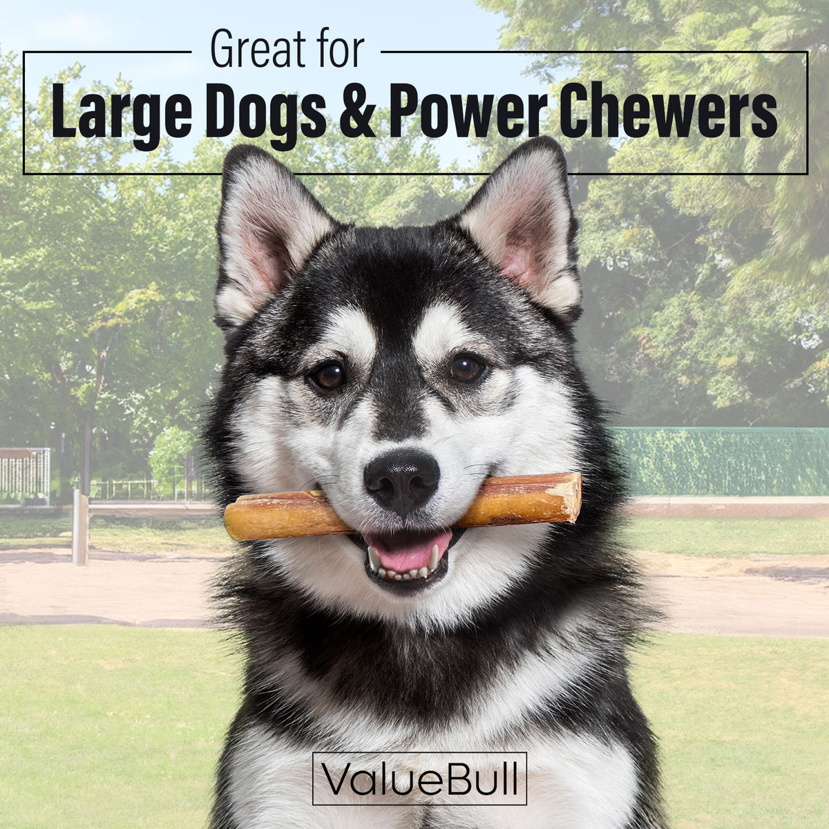 ValueBull Odor Free Bully Sticks for Large Dogs, Jumbo 6 Inch, 10 Count - 10