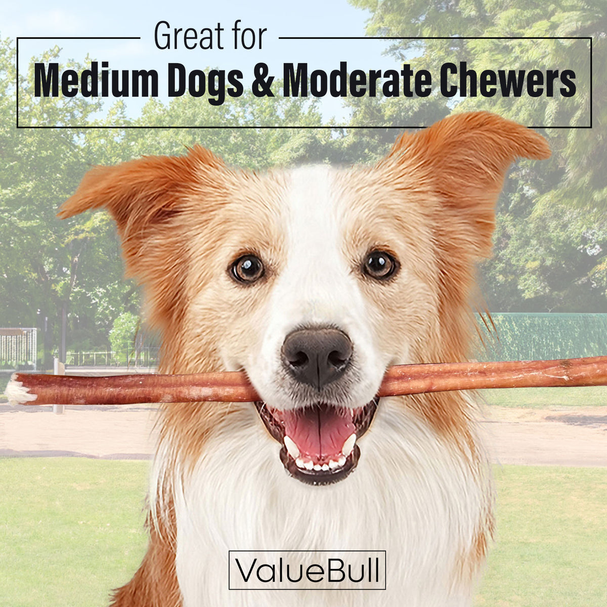 ValueBull Odor Free Bully Sticks for Dogs, Medium 12 Inch, 50 Count