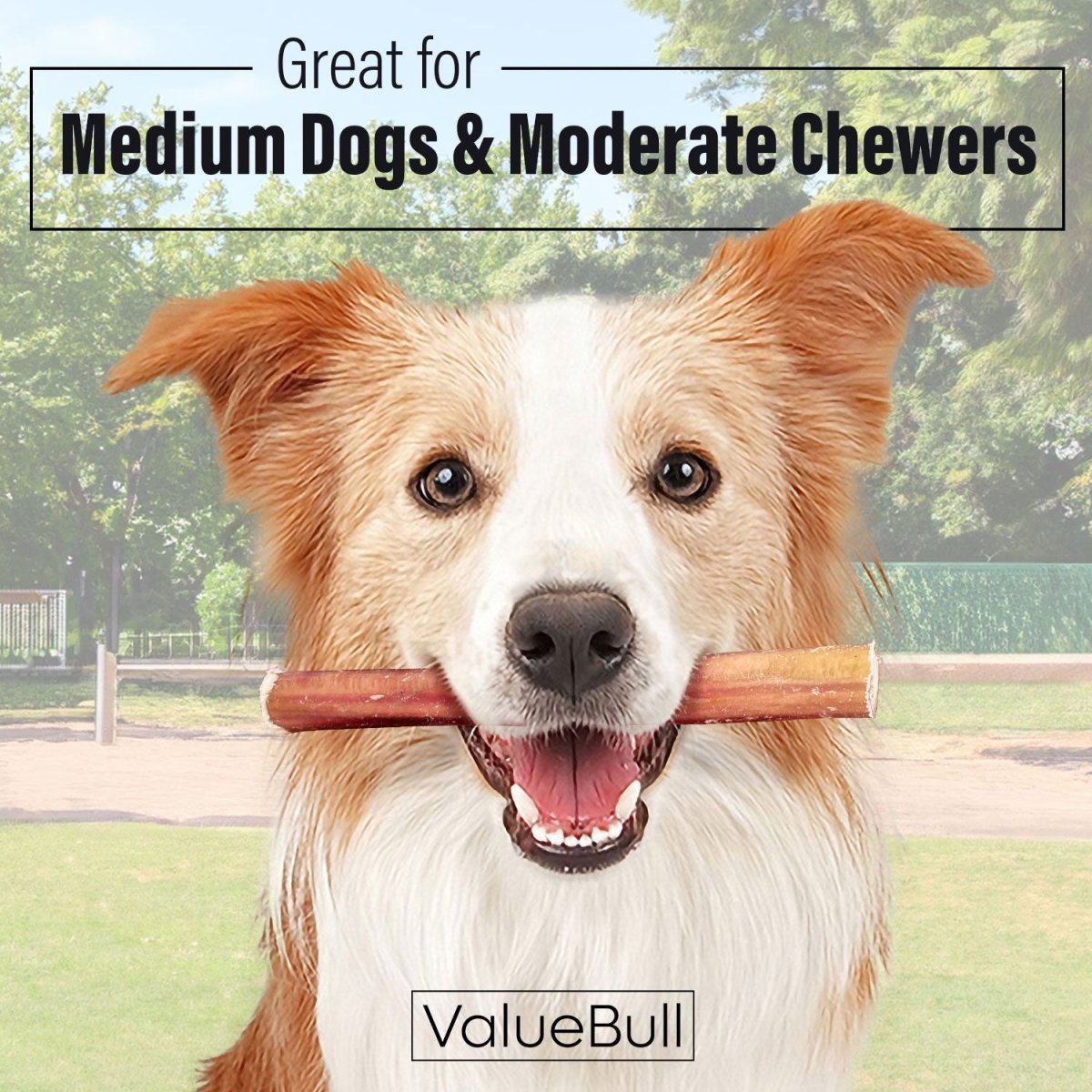 ValueBull Bully Sticks for Dogs, Medium 6 Inch, 25 Count - ValuePetSupplies