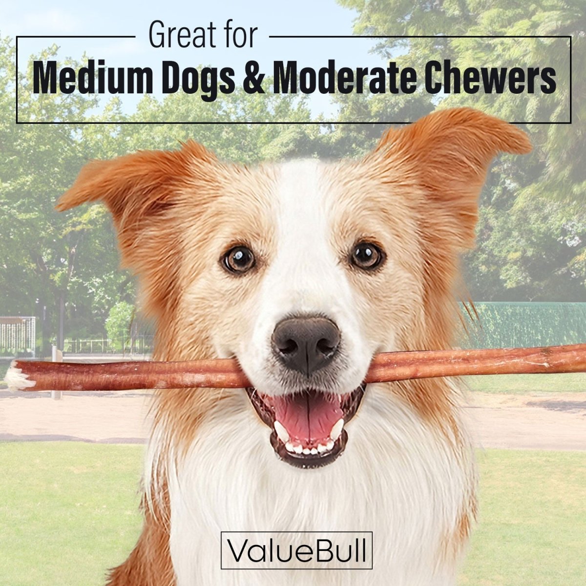 ValueBull Bully Sticks for Dogs, Medium 12 Inch, 400 Count Wholesale Pack - Medium - 400 Sticks