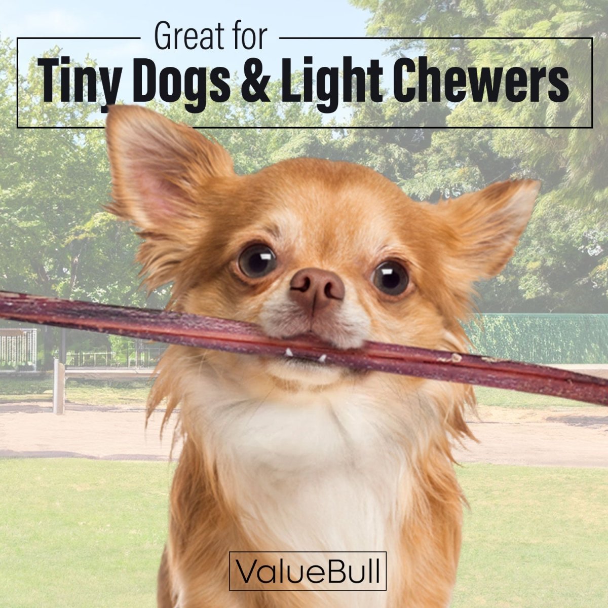 ValueBull Bully Sticks for Small Dogs, Extra Thin 12 Inch, 50 Count - ValuePetSupplies