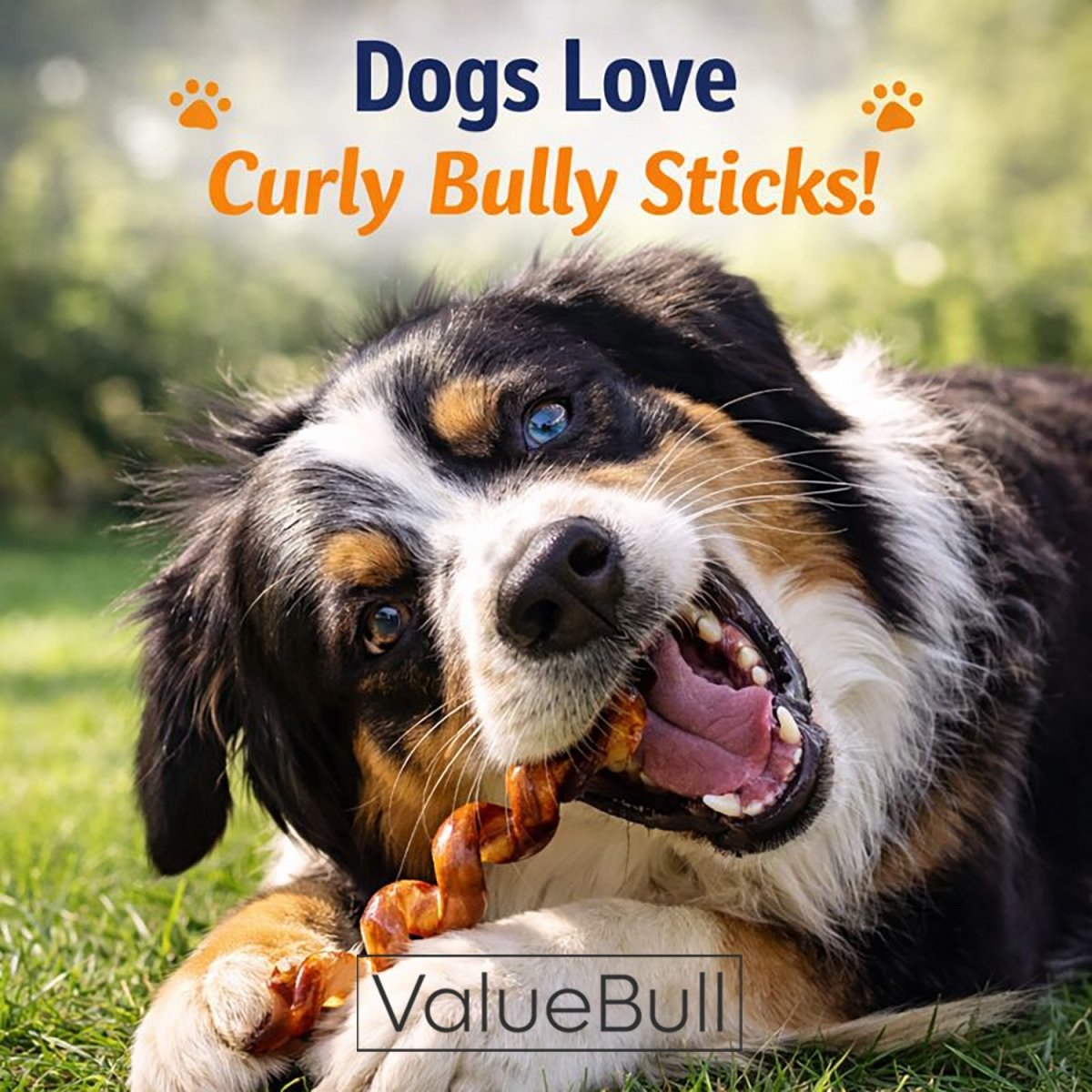ValueBull Curly Bully Sticks, 6 - 9 Inch, 200 Count BULK PACK - ValuePetSupplies