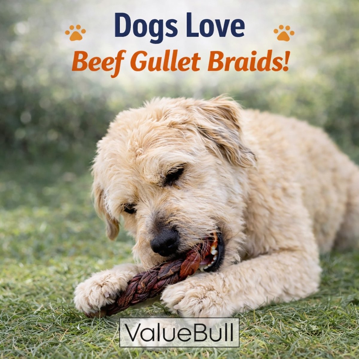 ValueBull Beef Jerky Gullet Braids, Premium Dog Chews, Thick 6 Inch, 50 Count Bulk Pack - ValuePetSupplies