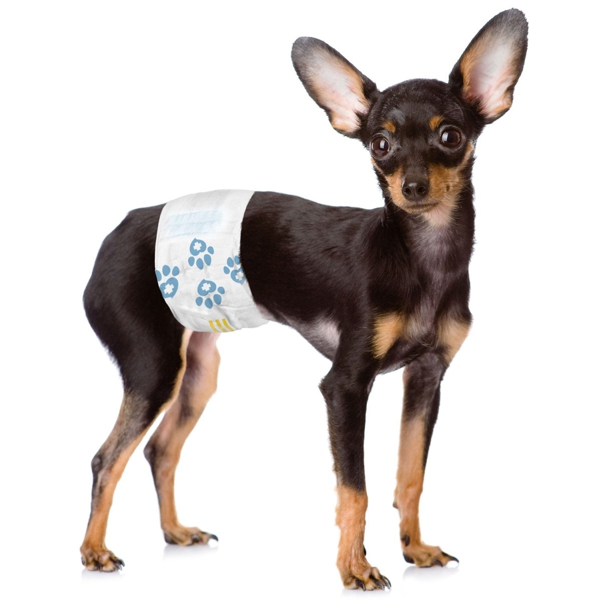 ValueWrap Male Wraps, Disposable Dog Diapers, Carbon, 1 - Tab Extra Small, 144 Count - ValuePetSupplies