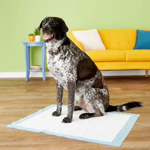 Four Paws Wee Wee Pads, XL, 21 Count, 10 Pack
