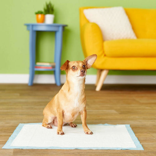 Four Paws Wee Wee Pads, 24x24 Inch, Super Absorbent, 75 Count