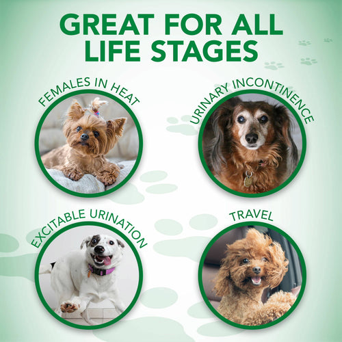 Best dog diapers deals for females in heat